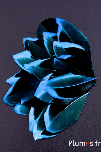 Pétales en plumes - 5-8 x 3-4 cm - turquoise-noir